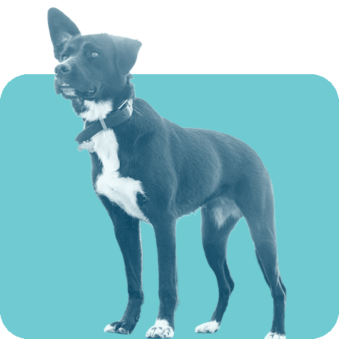 Olive the dog